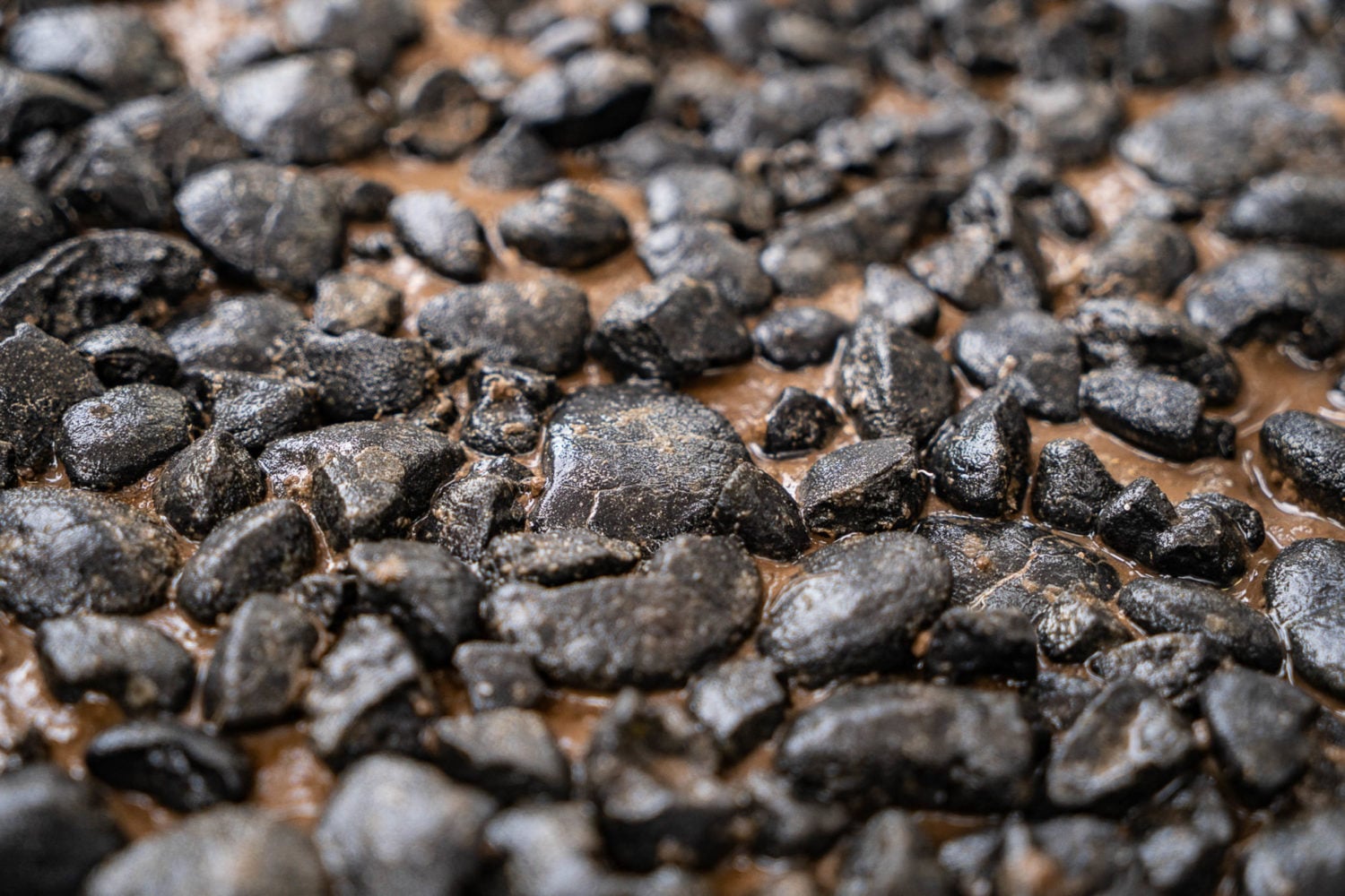 Various Polymetallic Nodules