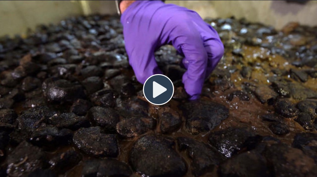 DeepGreen CBS 60 Minutes Video